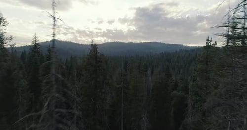 Foto aérea voando por entre árvores subindo em altitude em Sequoia ao pôr do sol