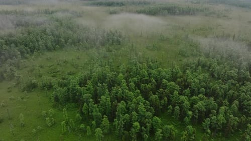 Forest in Cloudy Weather in Fog