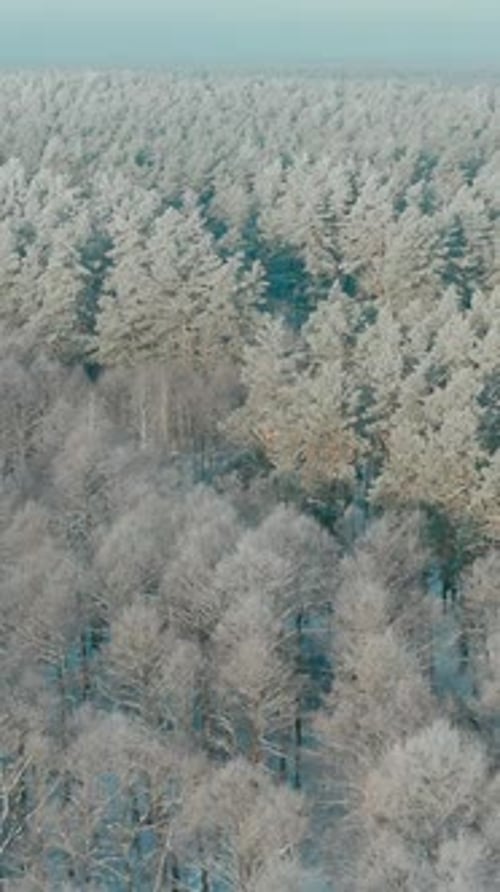 Hermoso bosque blanco como la nieve en