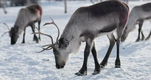Herd of reindeer grazing, Lapland