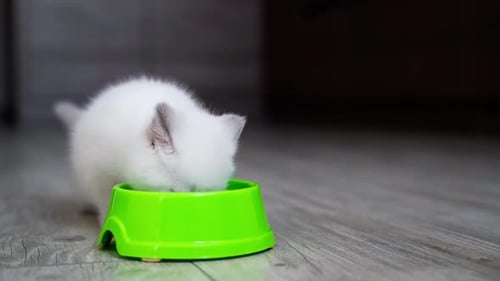 White Kitten Eating from Bright Green Bowl
