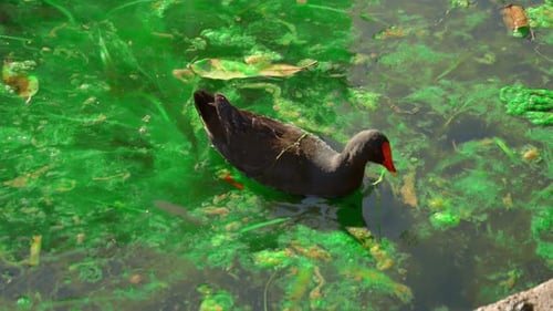 close up shot of Dusky Moorhen, Gallinula tenebrosa finding and feeding food on grass near lake