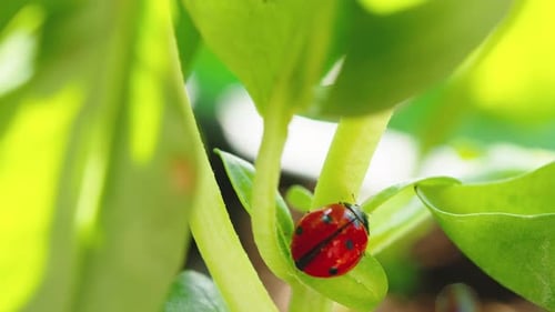 Little Red Ladybug Walk Through the Plants