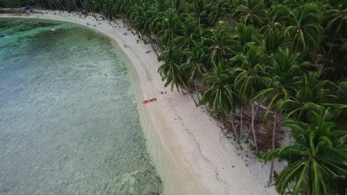 Coconut Beach in Palm Trees in the Philippines