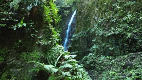Waterfall Flowing Through Lush Green Forest