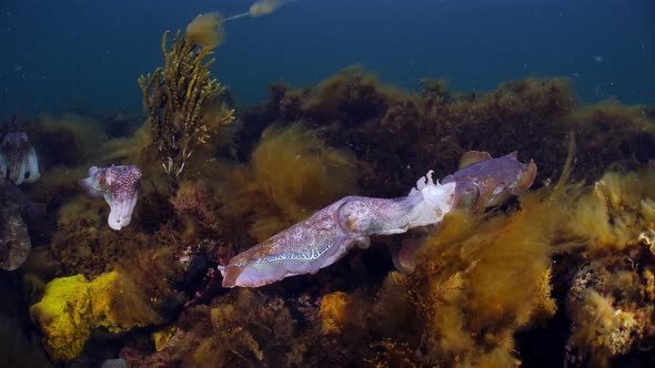 Giant Australian Cuttlefish Sepia apama Migration Whyalla South ...