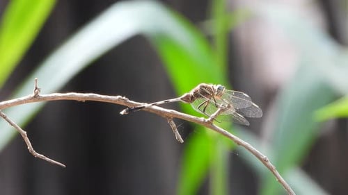 Dragonfly relaxing on stick -