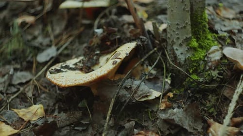 Close-Up of Mushroom Covered with Forest Debris Growing near Tree