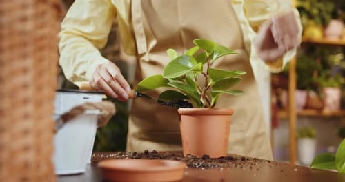 Person Repotting Houseplant Indoors on Work Bench