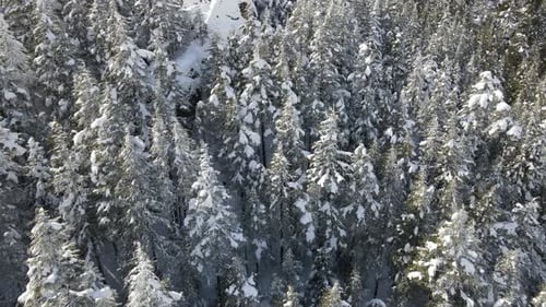 Foto de Zumbido de Snowy Pine Tree