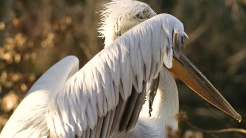 pelican flapping his wings in slow motion close up