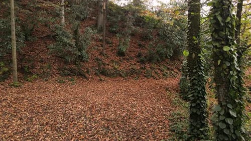 Autumn Leaves