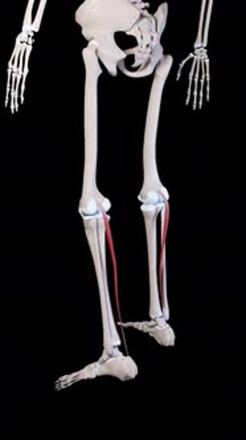Human Lower Leg Tendon and Bone Movement Animation