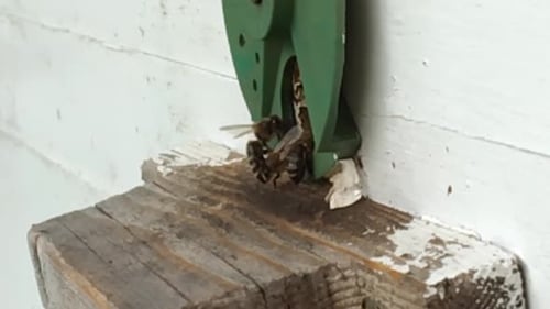 Beautiful Winged Bee Slowly Flies to Beehive Collect Nectar on Private Apiary from Live Flowers