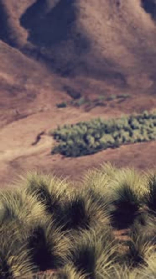Bush in Semi Desert Large Wasteland