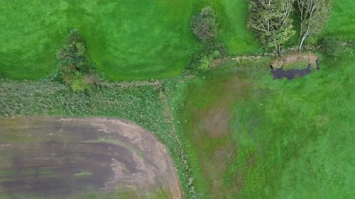 A beautiful flight on a quadcopter over fields with green grass. Top view of trees with green leaves