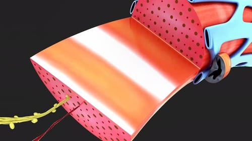 3D Animation of Human Muscle Structure and Contraction