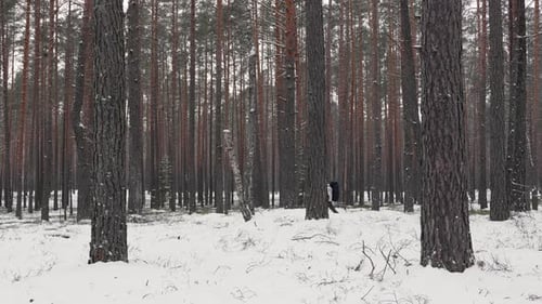 Winter Hiker with Backpack Walking in Snowy Pine Forest on Cloudy Day
