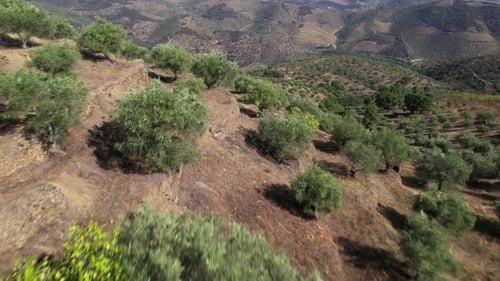 Rows of olive trees on an olive plantation. An olive grove in the mountains.