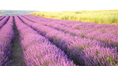 Lavender Field Blooms in the Countryside