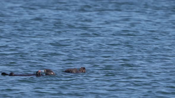 Sea otter eating a fat innkeeper worm aka