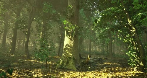 Serene Forest Landscape Featuring Sunlight Filtering Through Trees