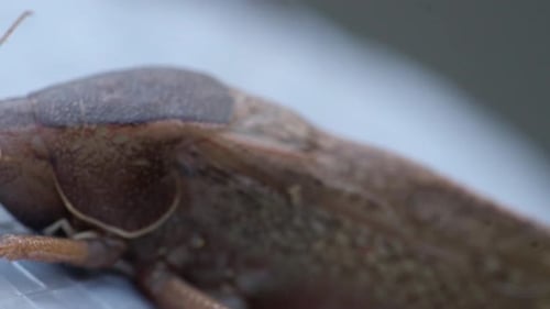 Close up of brown insect resting on surface wildlife