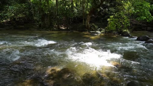 Forest water streams and rock