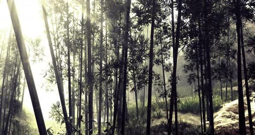 Beautiful Bamboo Forest with Soft Sunlight Filtering Through Trees