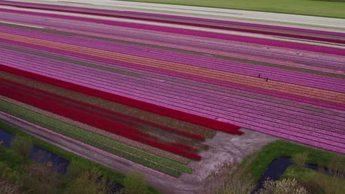 Aerial view of tulip fields and village with church, Netherlands.