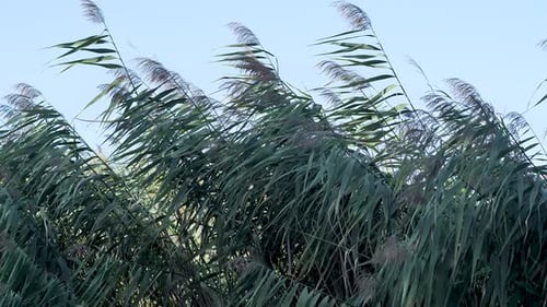 Tall Reeds Swaying in the Wind