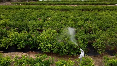 Farmer spray insecticide, pesticide, pesticides or insecticides spraying on lemon trees agricultural