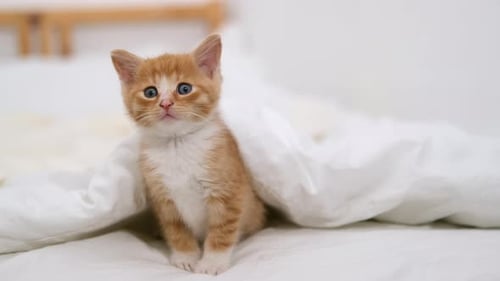 Cute Orange Kitten under White Duvet