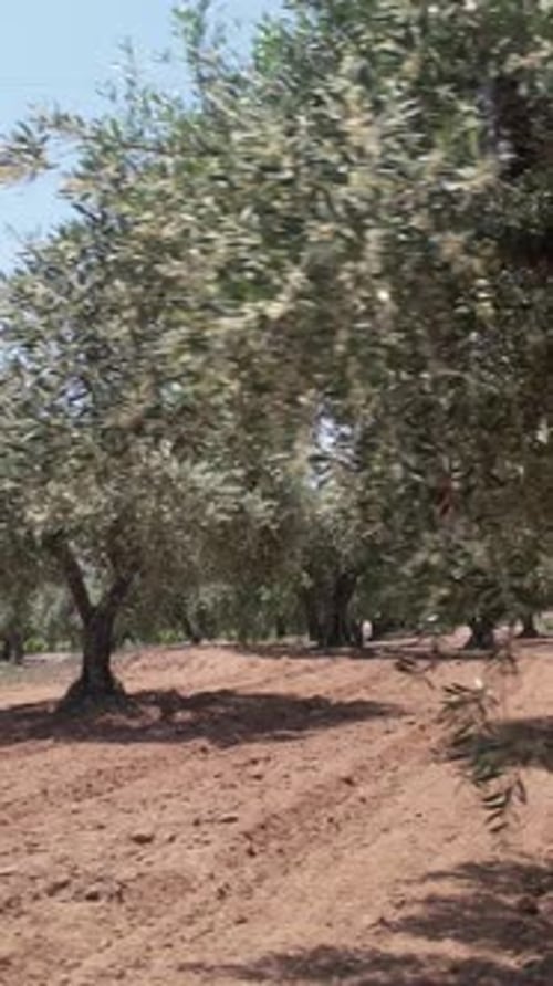Olive Field