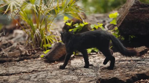 A Black Cat Walks on Rocky Ground Outdoors