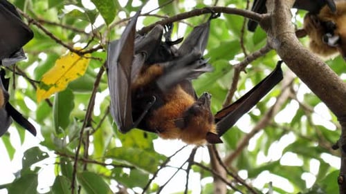 Fledermaus (Lyle's Flying Fox, Pteropus lylei oder Pteropodidae), die in freier Wildbahn an einem Baum hängt