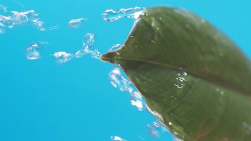 Vertical of Drops of water drip from the green leaves down on the blue background. Slow motion