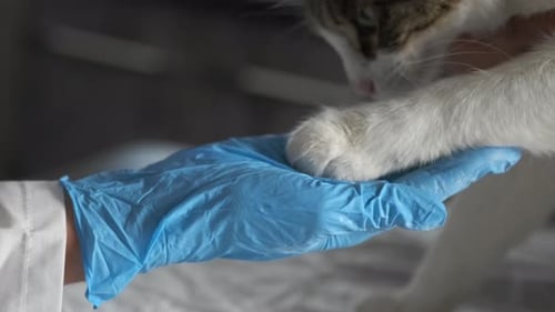 Cat Paw Touches Hand of Medical Professional