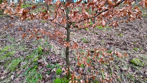 Golden leaves on a young tree. Woodland scene with autumn colors in the forest.
