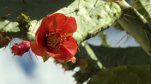 Durante las
vacaciones de verano en la isla de Rab, en Croacia, encontré muchos higos y cactus en la capital, Rab.
En