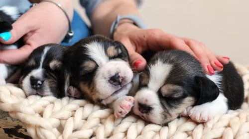 Adorable Beagle Puppies Sleeping on a Knitted Blanket