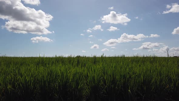 Harvest Season in a Super Green Rice Field with Dreamy Sky, South East ...