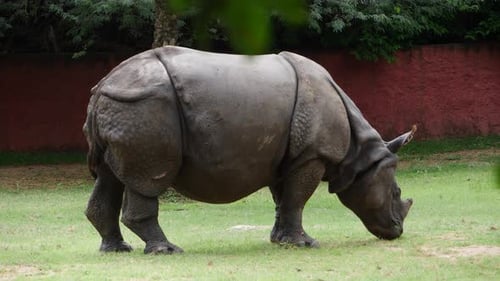 A rhinoceros eats grass at a zoo