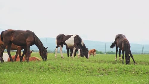 Modern Animal Livestock Horses Grazing in Green Field Grassland Farm Countryside Background Horse in