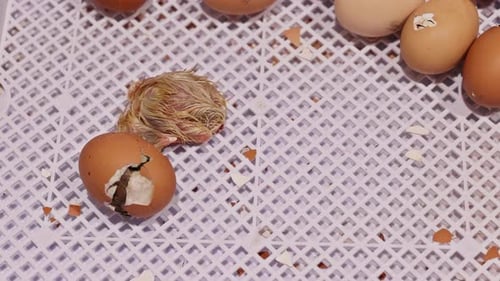 Newborn Chick Hatches From Egg in Warm Incubator During Spring Season on Farm