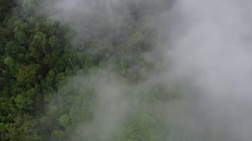 Lush forest enveloped in mist and clouds