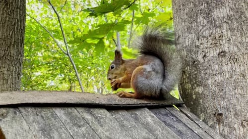 Funny and fluffy red squirrel eats a nut while sitting on a branch.
