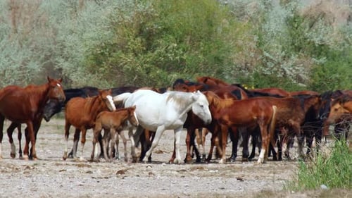 Herd of Horses Galloping and Grazing Across Lush Green Meadows