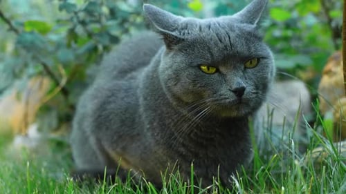 Domestic Chartreux Cat Walking Outside in Summer