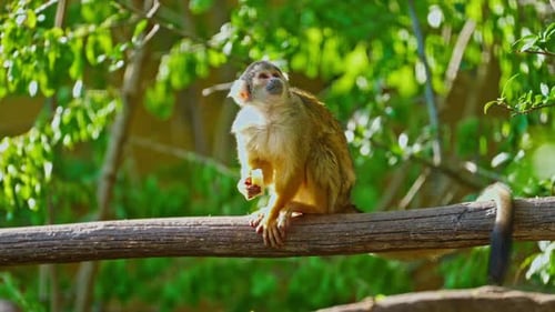 A Small Monkey Sitting on a Branch Eats Something Watching the Behavior of Animals